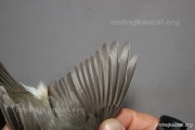 CZEP26-093 y