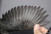 CZEP26-104 c1