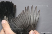 CZEP26-104 y