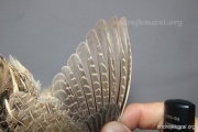 CZEP26-148 y