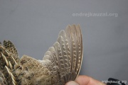 CZEP26-151 y