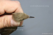 CZEP26-183 g