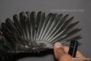 CZEP26-200 c2