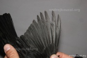CZEP26-200 y