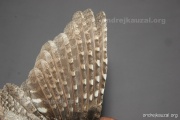 CZEP26-203 y