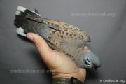 CZEP26-218 z