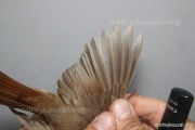 CZEP26-219 y1