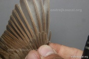 CZEP26-219 y2