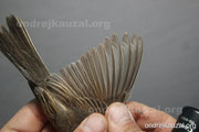 CZEP26-225 y