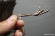 CZEP26-227 x