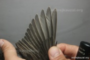 CZEP26-227 y