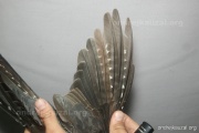 CZEP26-228 y