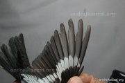 CZEP26-230 y