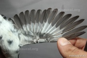 CZEP26-233 c2