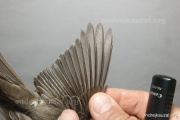 CZEP26-247 y